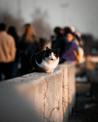 Illustration de l'article : 11 chats de rue qui dévoilent toute leur beauté grâce au talent d’une photographe