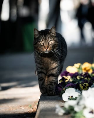 Illustration de l'article : 11 chats de rue qui dévoilent toute leur beauté grâce au talent d’une photographe