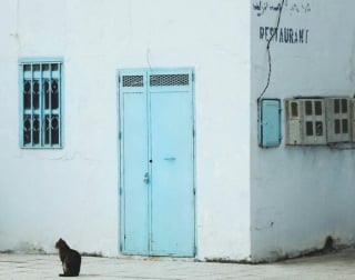 Illustration de l'article : 11 chats de rue qui dévoilent toute leur beauté grâce au talent d’une photographe