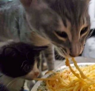 Illustration de l'article : 20 photos insolites qui prouvent que nos amis les animaux sont les meilleurs pour nous faire rire