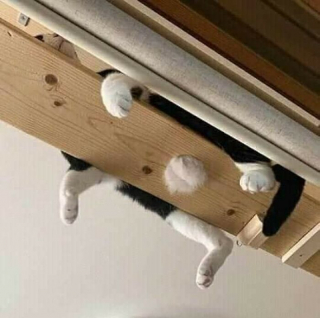 Illustration de l'article : 20 photos insolites qui prouvent que nos amis les animaux sont les meilleurs pour nous faire rire