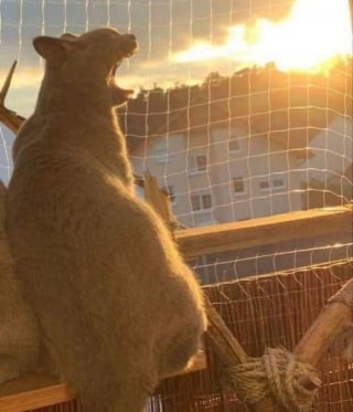 Illustration de l'article : 20 photos insolites qui prouvent que nos amis les animaux sont les meilleurs pour nous faire rire