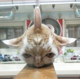 Illustration de l'article : 20 photos insolites qui prouvent que nos amis les animaux sont les meilleurs pour nous faire rire