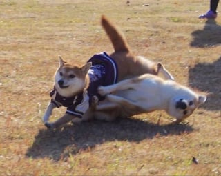 Illustration de l'article : 20 photos insolites qui prouvent que nos amis les animaux sont les meilleurs pour nous faire rire