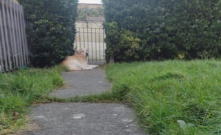 Illustration de l'article : « Son souvenir me fortifie et son esprit me rappelle pourquoi je me bats », un chien aide une jeune femme timide à construire sa vie (vidéo)