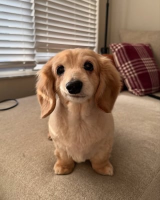 Illustration de l'article : 15 photos de chiens si mignons qu&rsquo;ils vous feront fondre