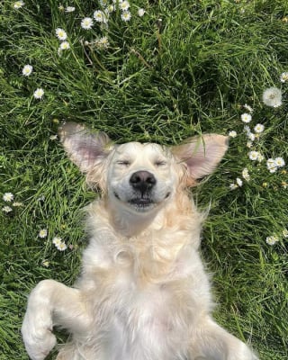 Illustration de l'article : 15 photos de chiens si mignons qu&rsquo;ils vous feront fondre