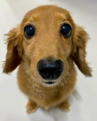 Illustration de l'article : 15 photos de chiens si mignons qu&rsquo;ils vous feront fondre