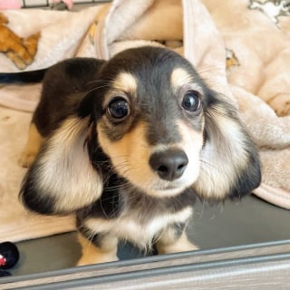 Illustration de l'article : 15 photos de chiens si mignons qu&rsquo;ils vous feront fondre