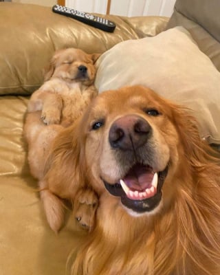 Illustration de l'article : 15 photos de chiens si mignons qu&rsquo;ils vous feront fondre