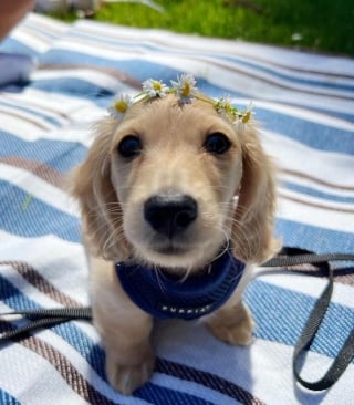 Illustration de l'article : 15 photos de chiens si mignons qu&rsquo;ils vous feront fondre