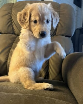 Illustration de l'article : 15 photos de chiens si mignons qu&rsquo;ils vous feront fondre