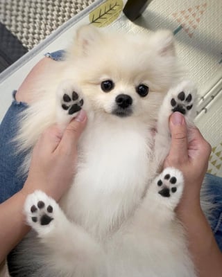 Illustration de l'article : 15 photos de chiens si mignons qu&rsquo;ils vous feront fondre