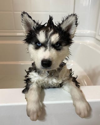 Illustration de l'article : 15 photos de chiens si mignons qu&rsquo;ils vous feront fondre