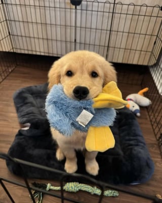 Illustration de l'article : 15 photos de chiens si mignons qu&rsquo;ils vous feront fondre