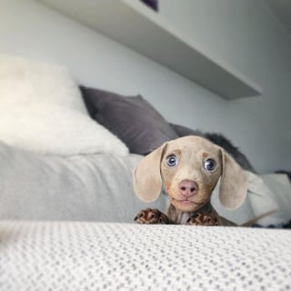 Illustration de l'article : 15 photos de chiens si mignons qu&rsquo;ils vous feront fondre