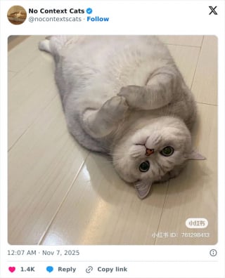 Illustration de l'article : 15 photos de chats tellement adorables qu'ils font fondre les coeurs les plus coriaces