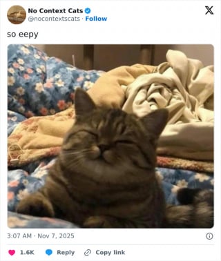 Illustration de l'article : 15 photos de chats tellement adorables qu'ils font fondre les coeurs les plus coriaces