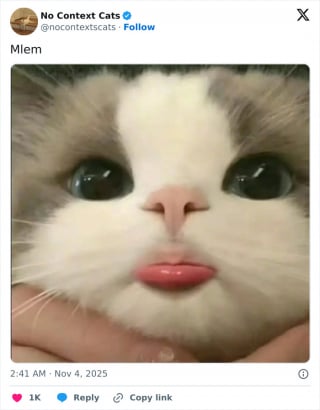 Illustration de l'article : 15 photos de chats tellement adorables qu'ils font fondre les coeurs les plus coriaces