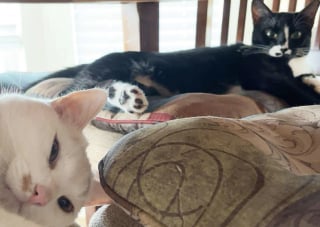 Illustration de l'article : Jeté dans une boîte, un chaton partiellement aveugle rampe jusqu'à une promeneuse dans l'espoir d'être sauvé (vidéo)