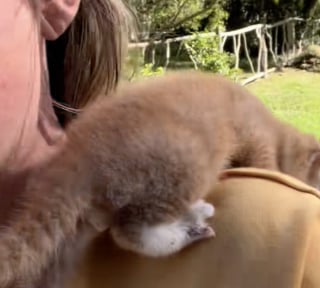 Illustration de l'article : Jeté dans une boîte, un chaton partiellement aveugle rampe jusqu'à une promeneuse dans l'espoir d'être sauvé (vidéo)