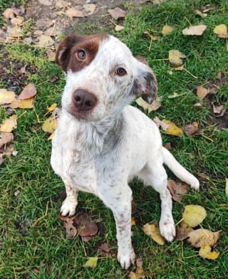 Illustration de l'article : Ce chien n'ayant  "gard&eacute; aucune rancune envers l&rsquo;humain" bien qu'il ait pass&eacute; toute sa vie encha&icirc;n&eacute; dehors attend patiemment qu'on lui donne sa chance