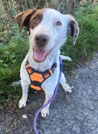 Illustration de l'article : Ce chien n'ayant  "gard&eacute; aucune rancune envers l&rsquo;humain" bien qu'il ait pass&eacute; toute sa vie encha&icirc;n&eacute; dehors attend patiemment qu'on lui donne sa chance