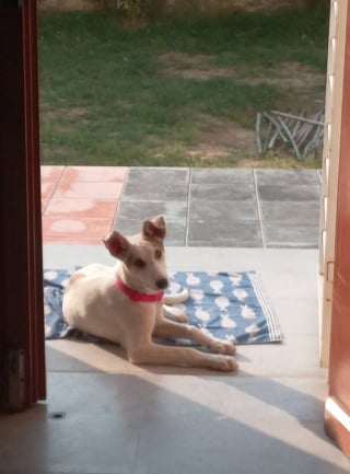 Illustration de l'article : Un ancien chien errant a trouvé sa nouvelle famille à l’étranger, mais ne peut pas la rejoindre à cause de problèmes logistiques 