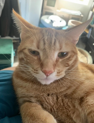 Illustration de l'article : Un homme ayant longtemps affirmé qu'il n'aimait pas les chats se mue en papa poule pour une chatte et ses 3 bébés