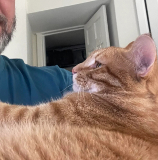 Illustration de l'article : Un homme ayant longtemps affirmé qu'il n'aimait pas les chats se mue en papa poule pour une chatte et ses 3 bébés