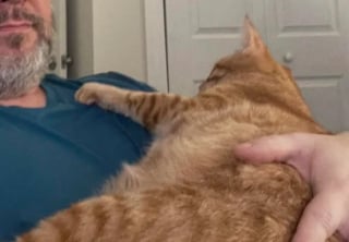 Illustration de l'article : Un homme ayant longtemps affirmé qu'il n'aimait pas les chats se mue en papa poule pour une chatte et ses 3 bébés
