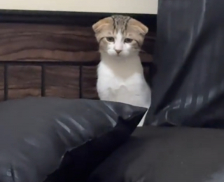 Illustration de l'article : « C’est comme voir l’amour éclore en toute discrétion », d'abord perplexe et distante, une chatte finit par craquer pour le nouveau chaton du foyer (vidéo)