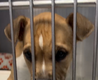 Illustration de l'article : Douce et aimante, une chienne prend naturellement soin de 5 chiots abandonnés comme s'il s'agissait des siens (vidéo)