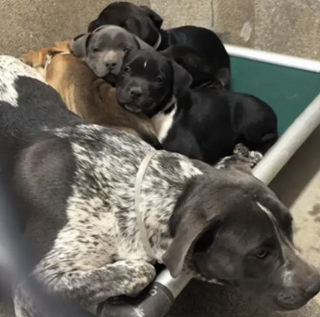 Illustration de l'article : Douce et aimante, une chienne prend naturellement soin de 5 chiots abandonnés comme s'il s'agissait des siens (vidéo)