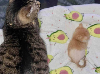 Illustration de l'article : Handicapé et rejeté par sa mère, ce chaton d’une force remarquable surmonte les obstacles avec le soutien d'un ange gardien félin