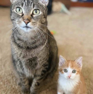 Illustration de l'article : Handicapé et rejeté par sa mère, ce chaton d’une force remarquable surmonte les obstacles avec le soutien d'un ange gardien félin