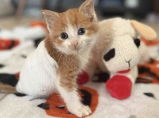 Illustration de l'article : Handicapé et rejeté par sa mère, ce chaton d’une force remarquable surmonte les obstacles avec le soutien d'un ange gardien félin