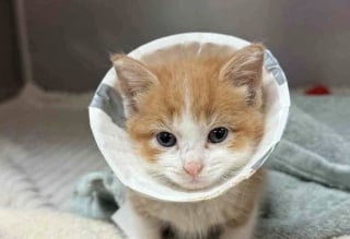 Illustration de l'article : Handicapé et rejeté par sa mère, ce chaton d’une force remarquable surmonte les obstacles avec le soutien d'un ange gardien félin