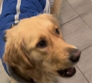 Illustration de l'article : Ce chien devient euphorique lorsqu’il sait qu’il va pouvoir aller profiter des premières chutes de neige (vidéo)