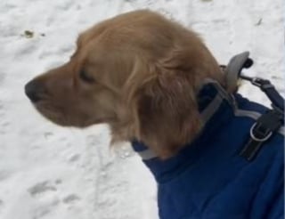 Illustration de l'article : Ce chien devient euphorique lorsqu’il sait qu’il va pouvoir aller profiter des premières chutes de neige (vidéo)
