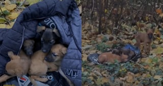 Illustration de l'article : Les 4 chiots Malinois abandonnés, découverts par une chienne et son maître, rejoindront bientôt leurs familles pour toujours