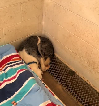 Illustration de l'article : Porteur de plusieurs handicaps, ce chien prostré au refuge n'attirait aucun adoptant potentiel jusqu'à la publication d'une vidéo touchante