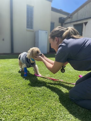 Illustration de l'article : « Nous avons encore du mal à réaliser son retour », un petit chien de 12 ans survit miraculeusement après 7 semaines dans la brousse