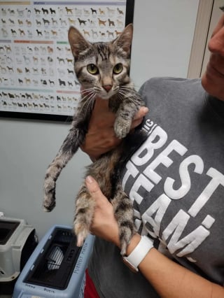 Illustration de l'article : Une maman chat amputée des pattes arrière veille courageusement sur ses chatons enfermés dans une boîte en attendant les secours