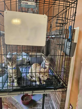 Illustration de l'article : Une maman chat amputée des pattes arrière veille courageusement sur ses chatons enfermés dans une boîte en attendant les secours