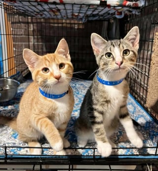 Illustration de l'article : Une maman chat amputée des pattes arrière veille courageusement sur ses chatons enfermés dans une boîte en attendant les secours