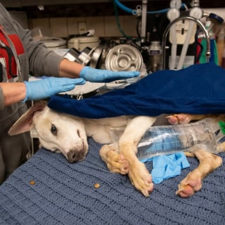 Illustration de l'article : Découvert inanimé dans une boîte, ce chien d'une maigreur extrême défie tous les pronostics et laisse ses sauveurs admiratifs