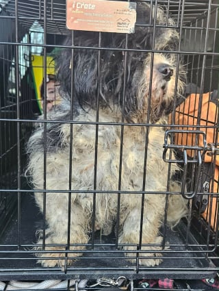 Illustration de l'article : Négligés et abandonnés, 12 Shih Tzu obtiennent une chance de vivre une vie meilleure, l'un d'eux avait « 250 tiques sur lui »