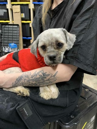 Illustration de l'article : Négligés et abandonnés, 12 Shih Tzu obtiennent une chance de vivre une vie meilleure, l'un d'eux avait « 250 tiques sur lui »