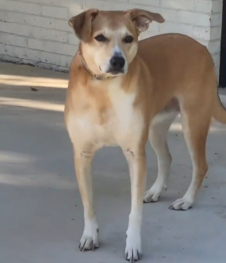 Illustration de l'article : Priv&eacute;e de jardin pendant des ann&eacute;es, cette ancienne chienne de refuge d&eacute;couvre le bonheur d'en avoir un (vid&eacute;o)